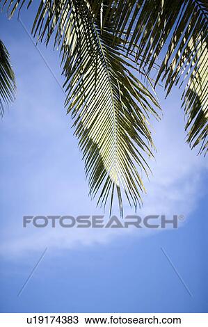 Close-up of leaves of coconut palm tree in backlight View Large Photo Image Stock Image - Close-up of leaves of coconut palm tree in backlight. Fotosearch