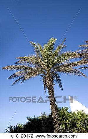 Stock Image - Coconut palm tree in clear sky. Fotosearch