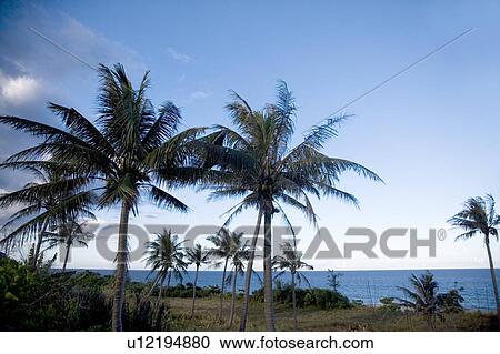 Coconut palm trees beside the sea View Large Photo Image Stock Image - Coconut palm trees beside the sea. Fotosearch