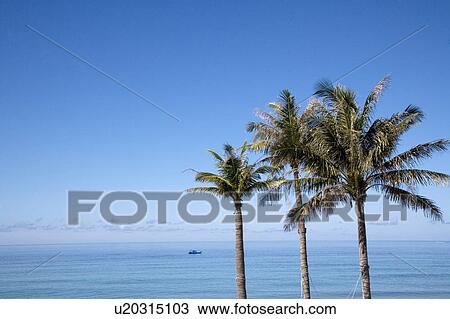 Three coconut palm trees and the sea View Large Photo Image Stock Image - Three coconut palm trees and the sea. Fotosearch