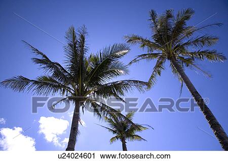 Stock Image - Three coconut palm trees to clear sky. Fotosearch