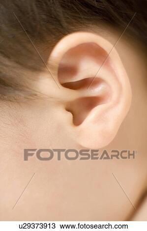 Baby's ear View Large Photo Image Stock Image - Baby's ear. Fotosearch