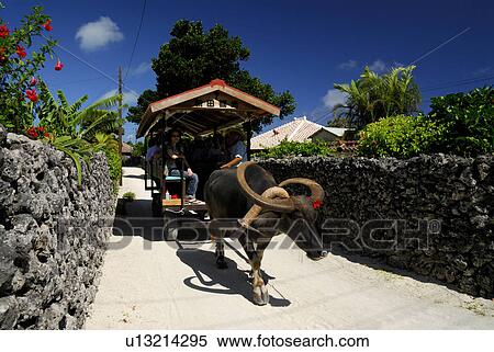 Water buffalo View Large Photo Image Stock Photography - Water buffalo. Fotosearch