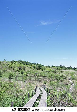 Boardwalk through grass View Large Photo Image Stock Image - Boardwalk through grass. Fotosearch