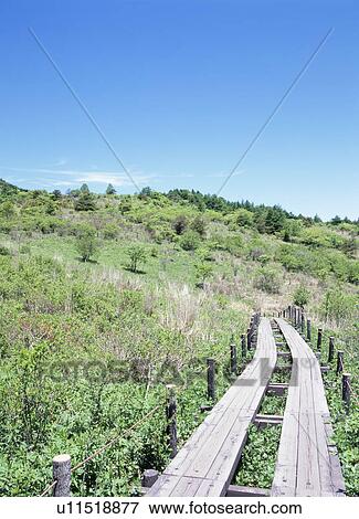 Boardwalk through grass View Large Photo Image Stock Photo - Boardwalk through grass. Fotosearch