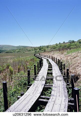 Boardwalk through grass View Large Photo Image Stock Photograph - Boardwalk through grass. Fotosearch