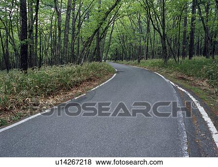 Curve road through forest View Large Photo Image Stock Photo - Curve road through forest. Fotosearch