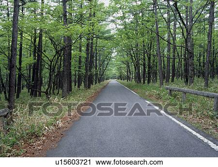 Stock Image - Road through forest. Fotosearch