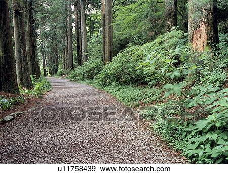 Road through forest View Large Photo Image Stock Photo - Road through forest. Fotosearch