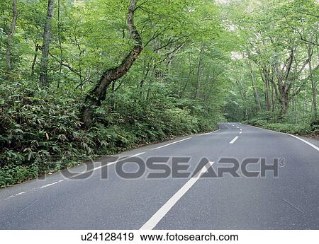 Stock Photo - Road through forest. Fotosearch