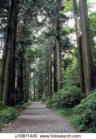 Road through forest View Large Photo Image Stock Photography - Road through forest. Fotosearch