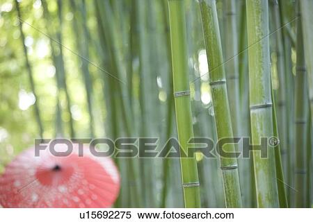 Bamboo grove with coarse oilpaper umbrella View Large Photo Image Stock Photography - Bamboo grove with coarse oilpaper umbrella. Fotosearch