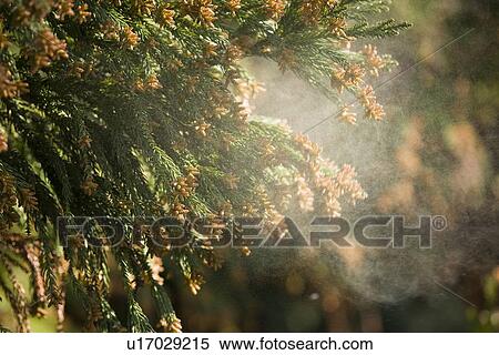 Cedar pollen in the air View Large Photo Image Stock Photography - Cedar pollen in the air. Fotosearch