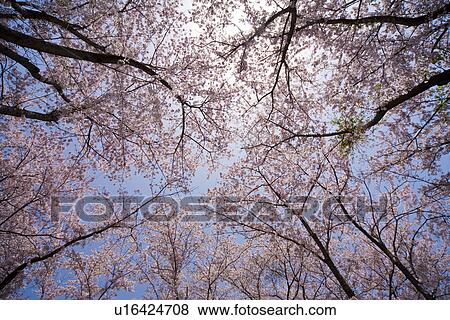 Stock Photo - Cherry blossom. Fotosearch