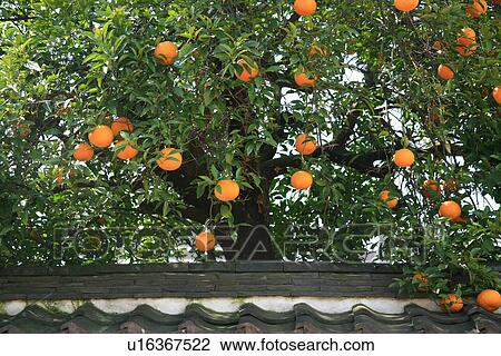 Stock Image - Citrus tree. Fotosearch
