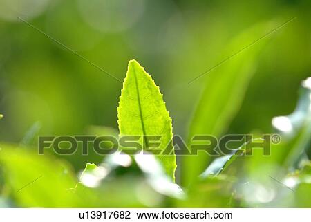 Stock Image - Close up of green tea leaves. Fotosearch