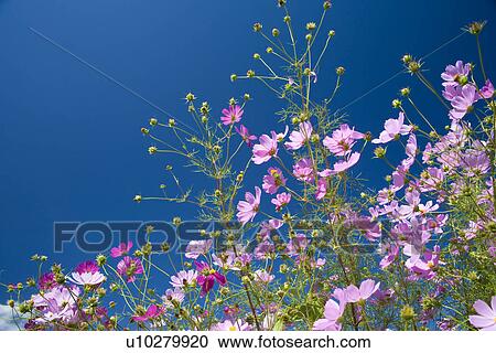 Stock Image - Cosmos. Fotosearch