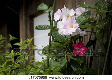 Stock Photo - Flowers in garden. Fotosearch