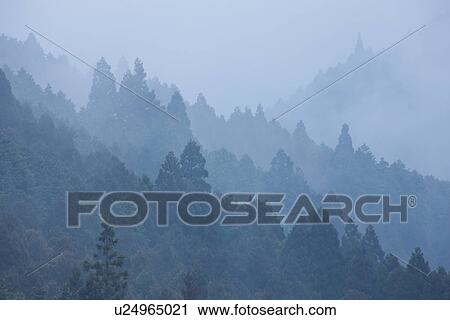 Stock Image - Foggy Japanese Cedar forest. Fotosearch