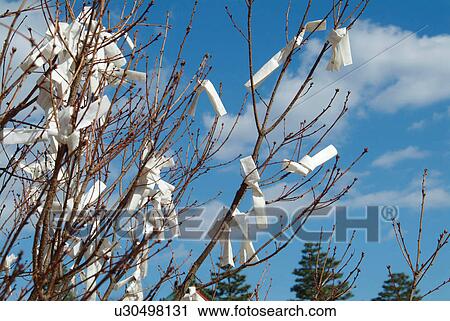 Stock Image - Fortune papers tied with branches in Kyoto. Fotosearch