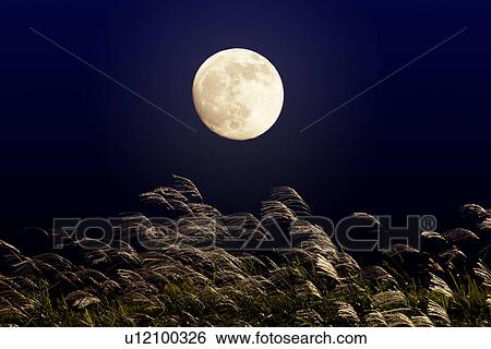 Stock Photograph - Full moon night with silver grasses. Fotosearch