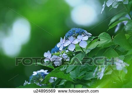 Stock Photo - Hydrangea blooming. Fotosearch
