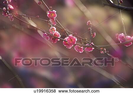 Japanese apricot blossoms View Large Photo Image Stock Photo - Japanese apricot blossoms. Fotosearch