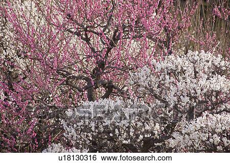 Stock Photograph - Japanese apricot blossoms. Fotosearch