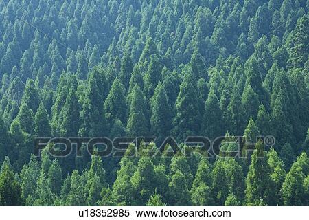 Stock Photography - Japanese Cedar forest. Fotosearch