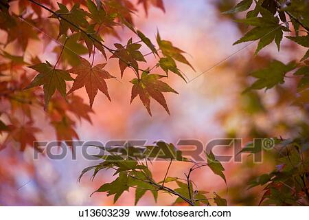 Stock Photo - Maple leaves beginning to turn red. Fotosearch