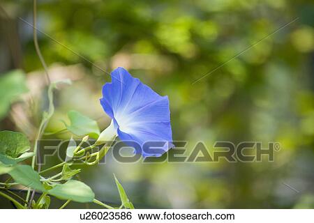 Stock Photograph - Morning glory. Fotosearch