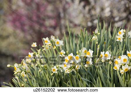 Stock Image - Narcissuses. Fotosearch