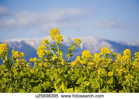 Stock Photography - Rape blossoms. Fotosearch