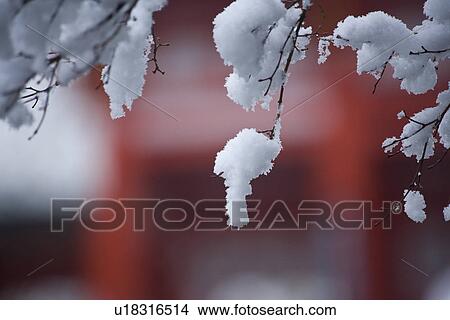 Picture - Snow on branches. Fotosearch