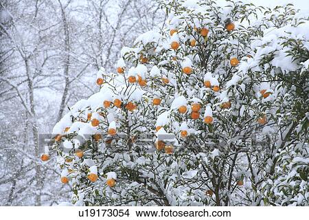 Picture - Snow on citrus tree. Fotosearch