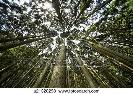 Tall cedar View Large Photo Image Stock Photo - Tall cedar. Fotosearch
