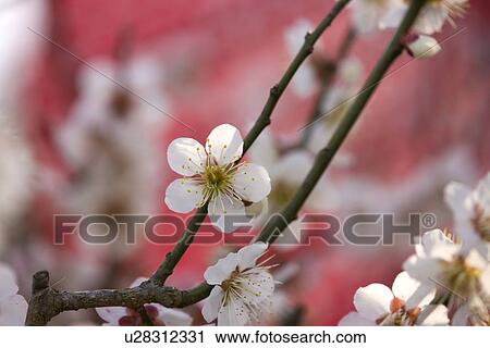 Stock Image - White Japanese apricot blossoms. Fotosearch