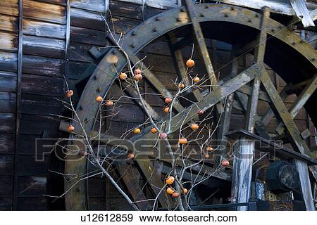 Stock Photo - Wooden water wheel with persimmon. Fotosearch