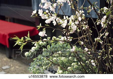 Stock Photo - At the corner of the street in Kyoto. Fotosearch