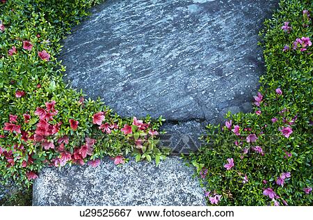 Azalea and garden rock View Large Photo Image Stock Photo - Azalea and garden rock. Fotosearch