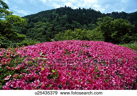 Azalea View Large Photo Image Stock Photo - Azalea. Fotosearch