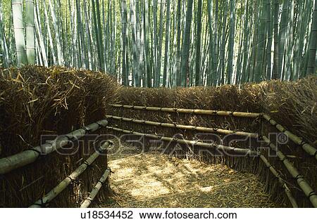 Bamboo grove View Large Photo Image Stock Image - Bamboo grove. Fotosearch