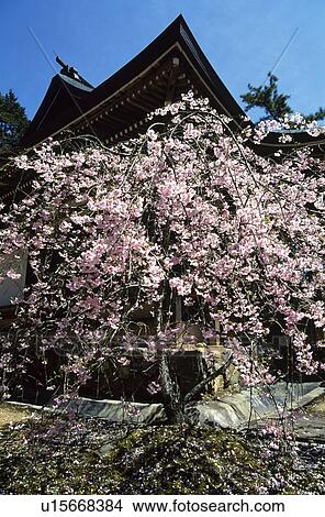 Buddhist temple and cherry blossoms View Large Photo Image Picture - Buddhist temple and cherry blossoms. Fotosearch