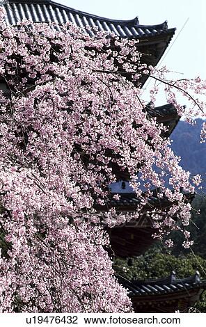 Stock Image - Buddhist temple and cherry blossoms. Fotosearch