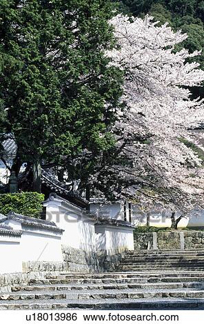 Buddhist temple and cherry blossoms View Large Photo Image Stock Photograph - Buddhist temple and cherry blossoms. Fotosearch