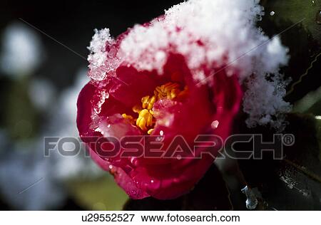 Stock Photo - Camellia and snow. Fotosearch