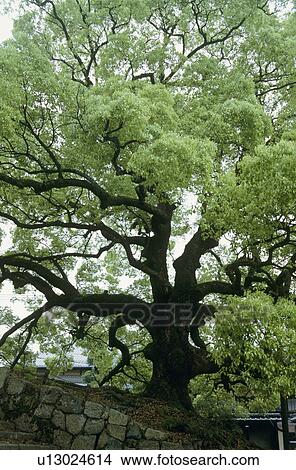 Picture - Camphor tree. Fotosearch