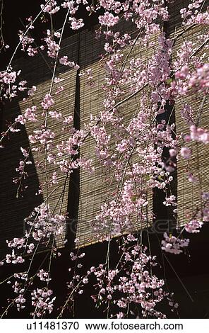 Cherry blossoms and bamboo blind View Large Photo Image Stock Image - Cherry blossoms and bamboo blind. Fotosearch