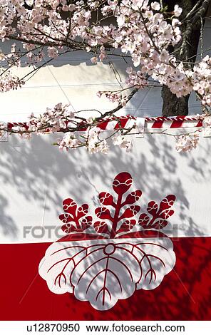 Cherry blossoms and curtain View Large Photo Image Stock Image - Cherry blossoms and curtain. Fotosearch