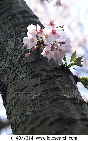 Picture - Cherry blossoms. Fotosearch